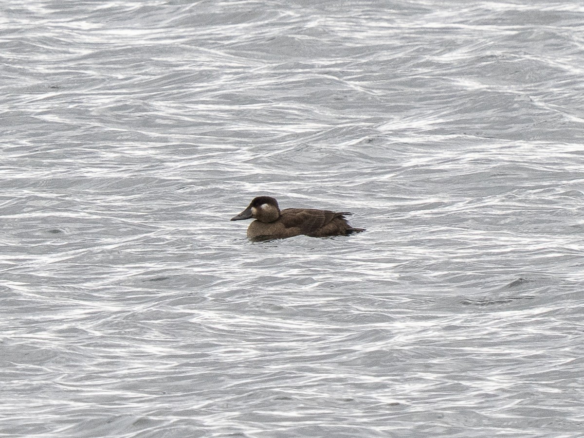 Surf Scoter - ML644766734