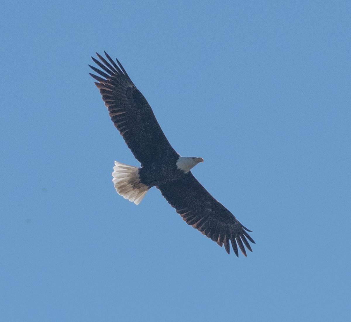 Bald Eagle - ML644766735