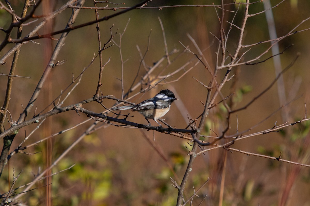 Black-capped Chickadee - ML644766747
