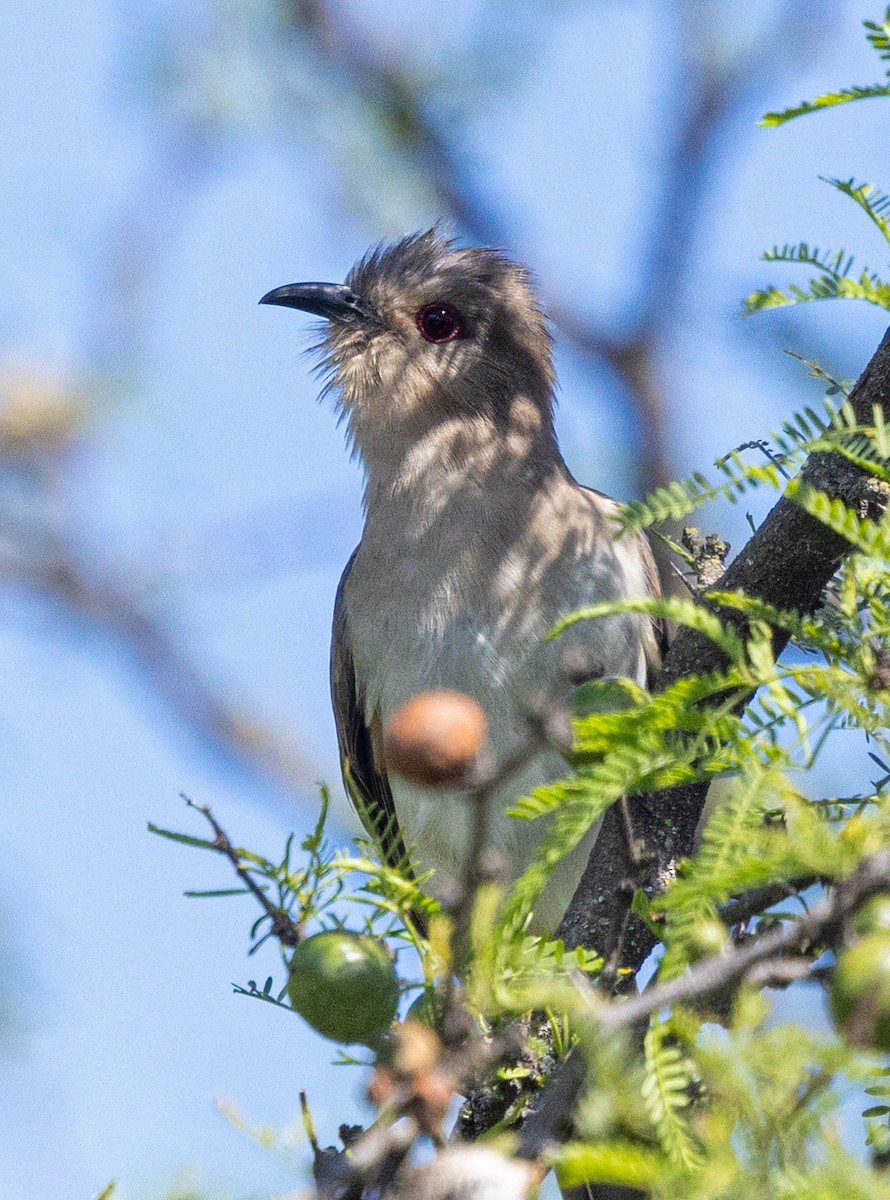 Ash-colored Cuckoo - ML644766751