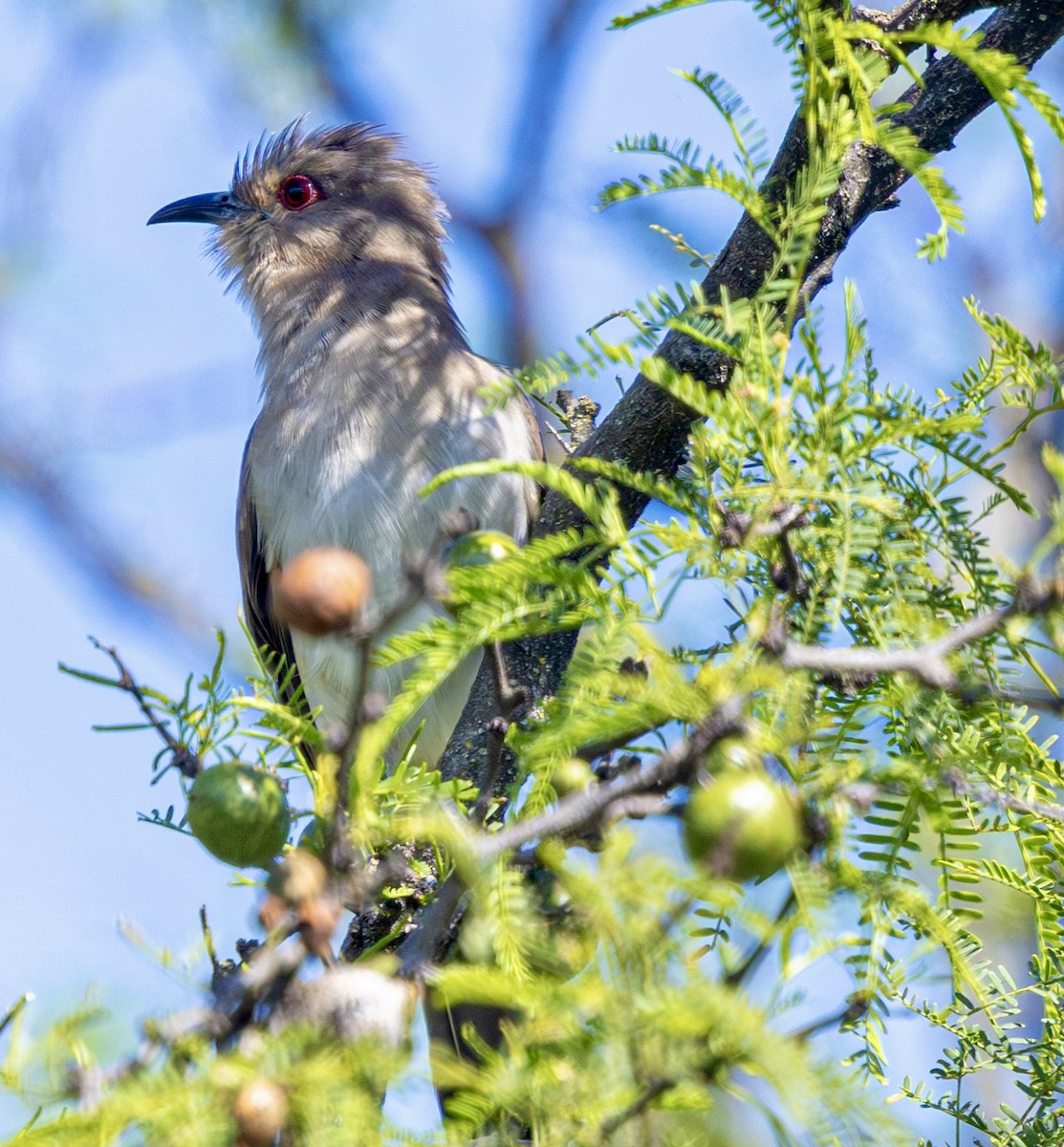 Ash-colored Cuckoo - ML644766752