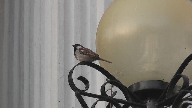 דרור הבית - ML644766754