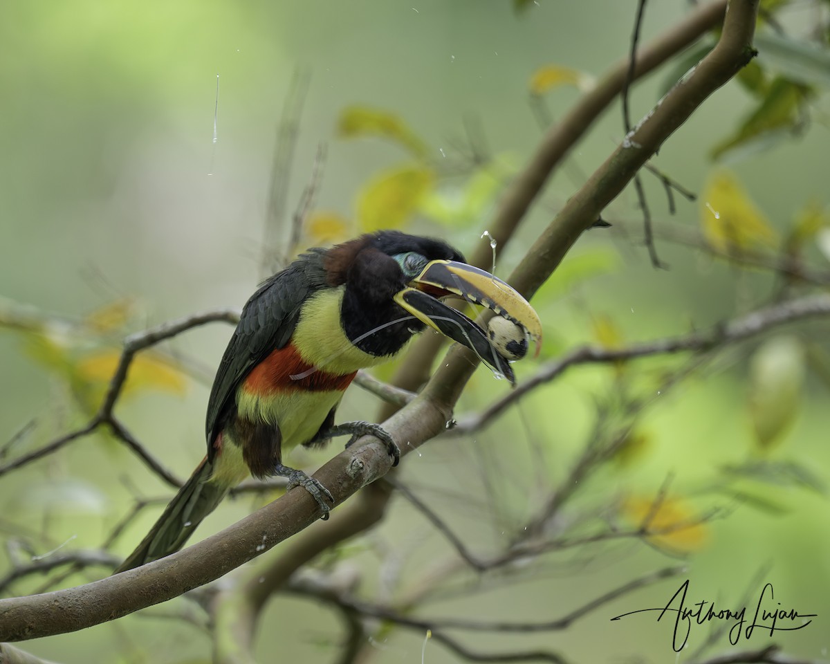 Araçari à oreillons roux - ML644766755