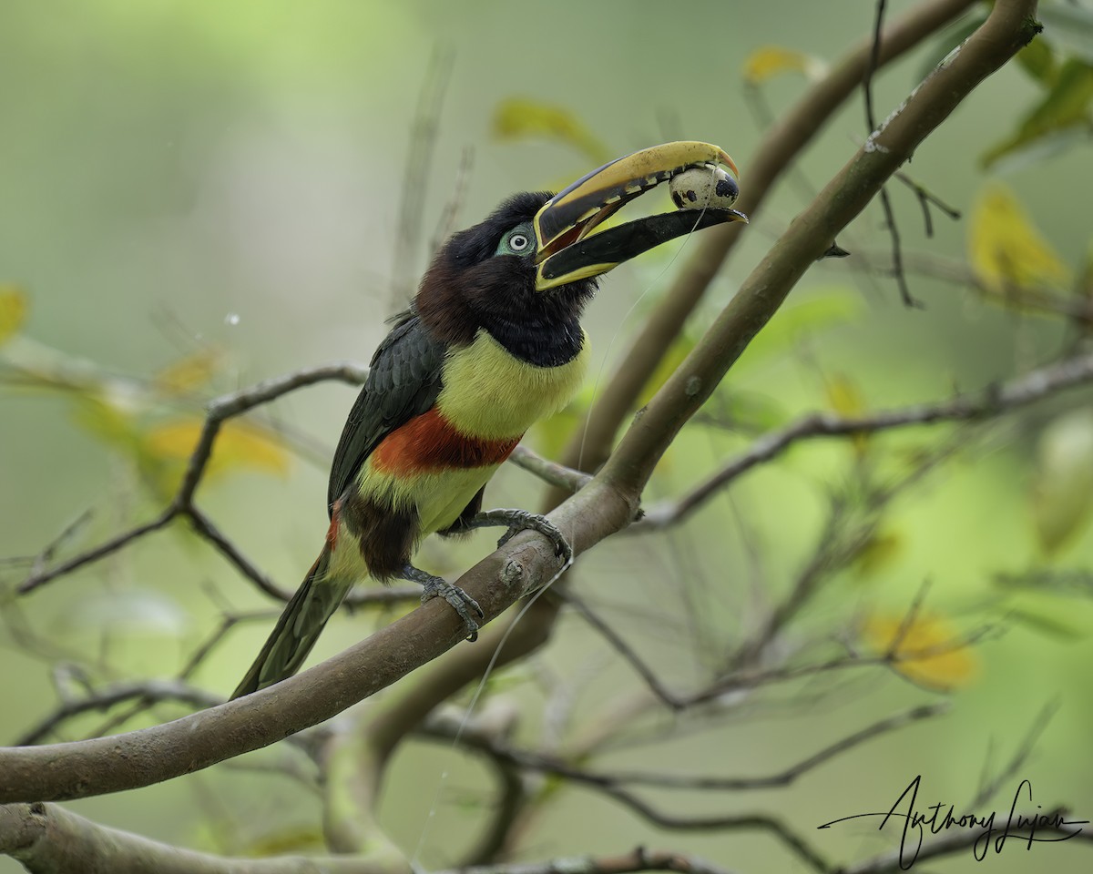 Araçari à oreillons roux - ML644766756