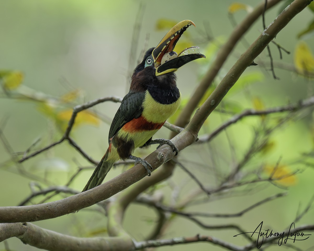 Araçari à oreillons roux - ML644766757