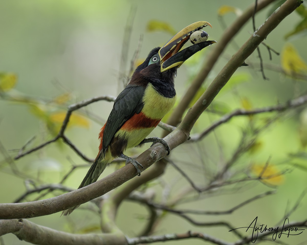 Araçari à oreillons roux - ML644766758