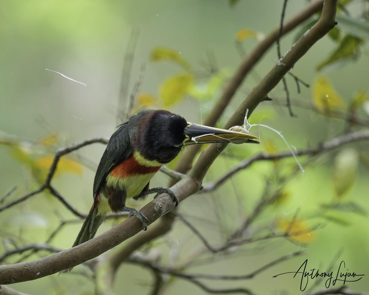 Araçari à oreillons roux - ML644766759