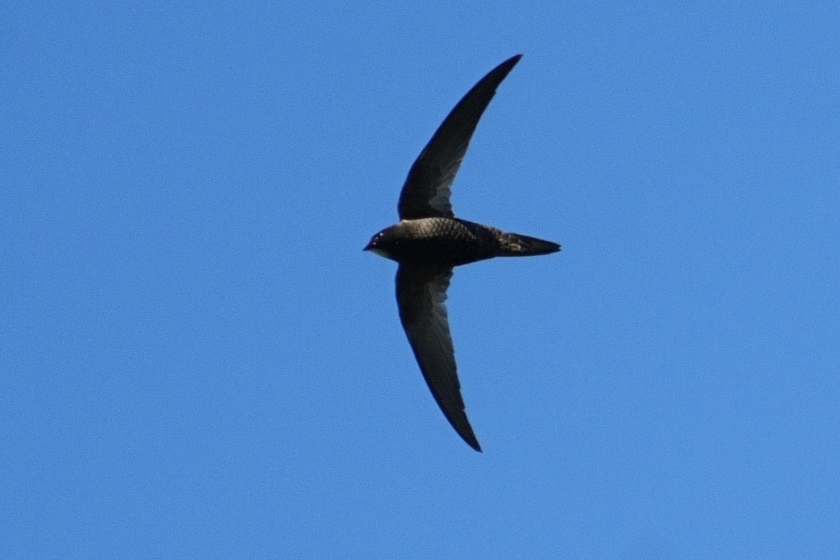 סיס אפריקני - ML644766777