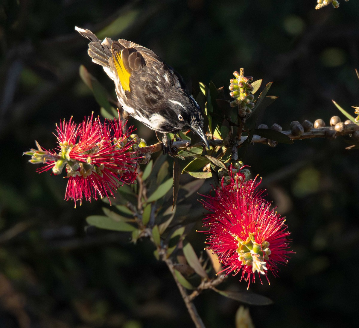 New Holland Honeyeater - ML644766785