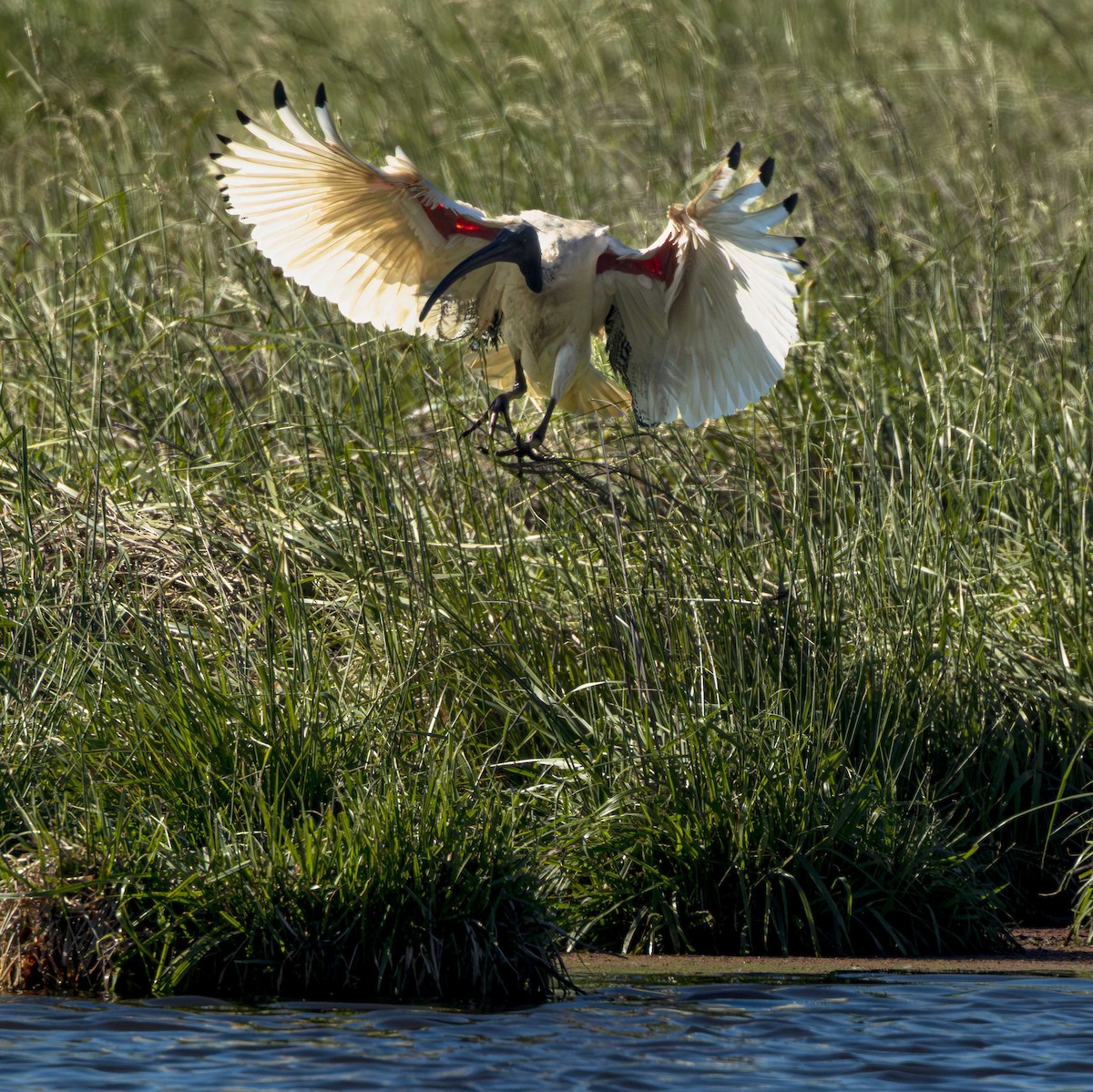 Australian Ibis - ML644766812