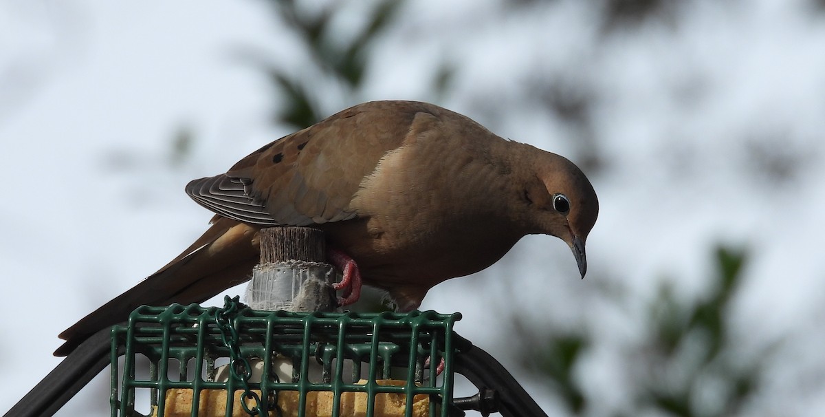 Zenaida Huilota - ML644766815