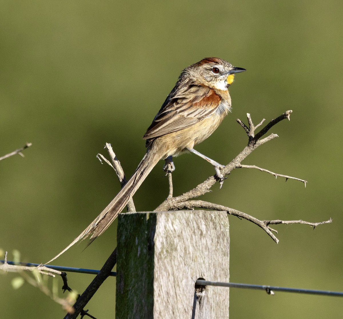 Chotoy Spinetail - ML644766822