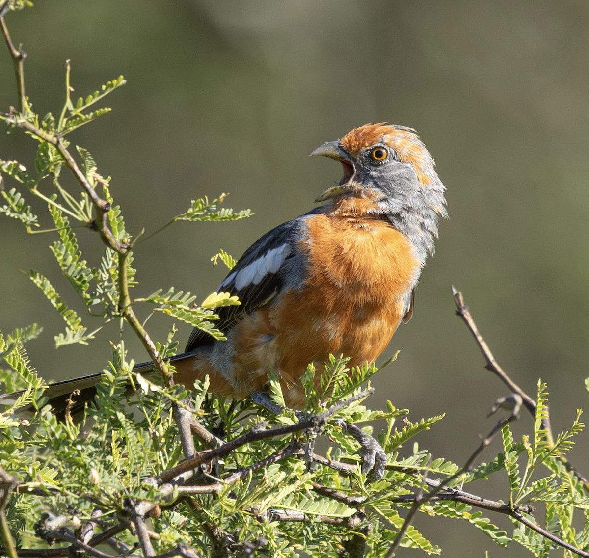 White-tipped Plantcutter - ML644766827