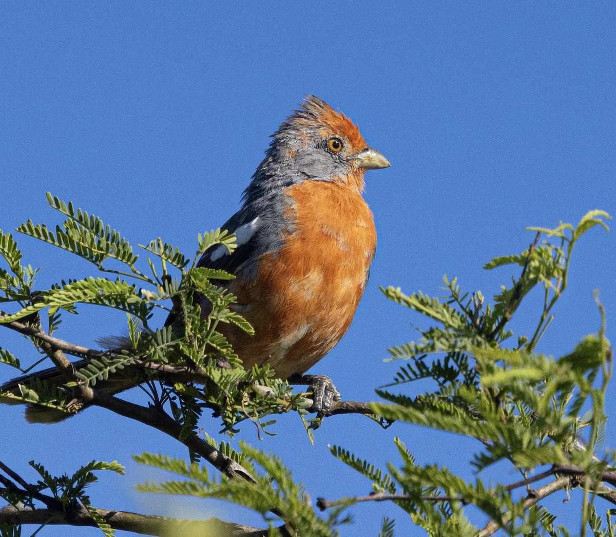 White-tipped Plantcutter - ML644766828