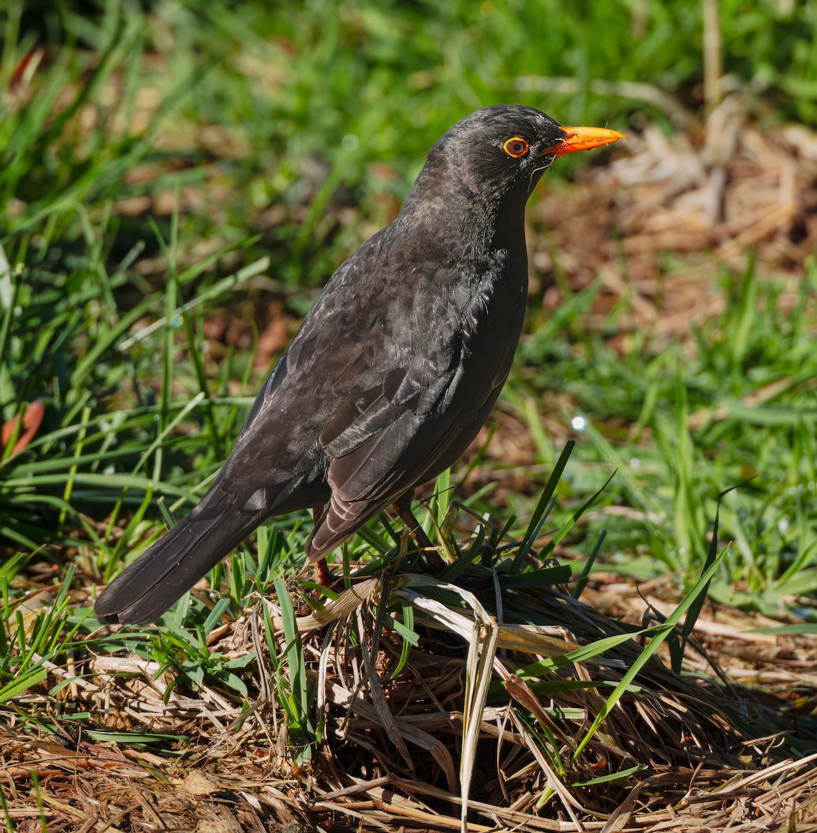 Eurasian Blackbird - ML644766829
