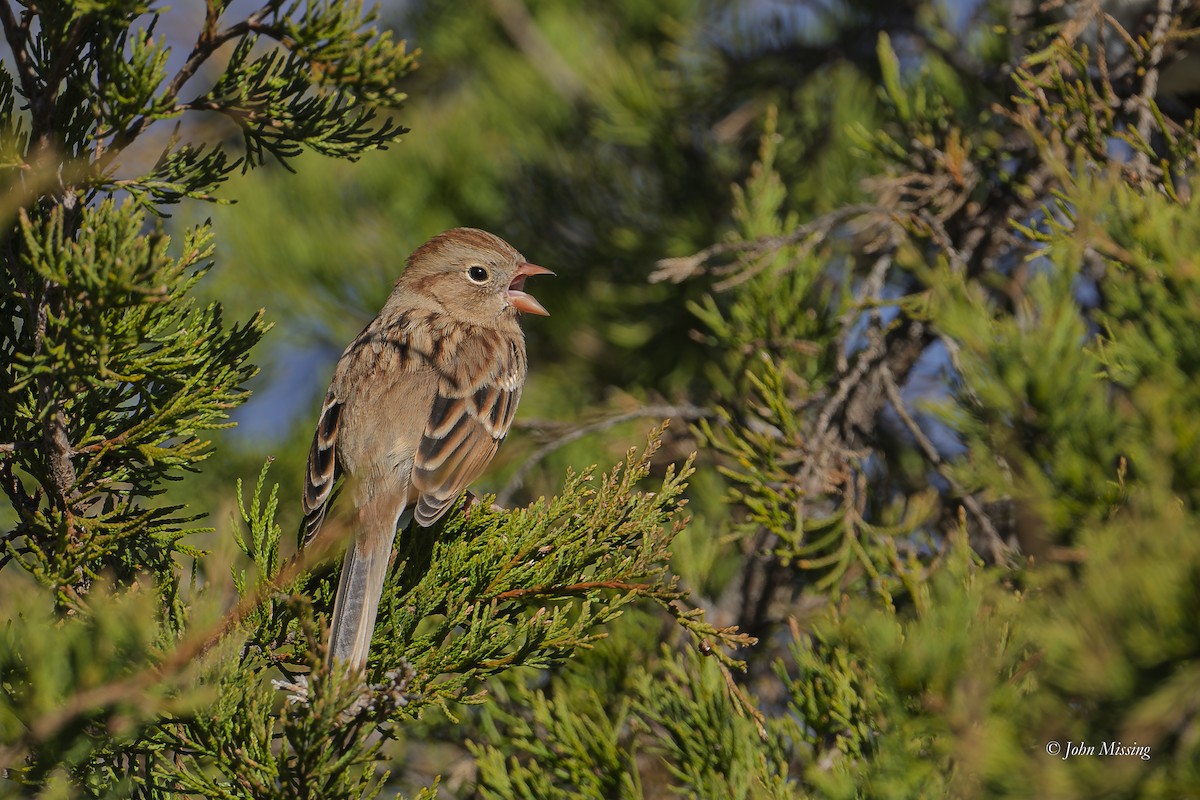 Field Sparrow - ML644766830