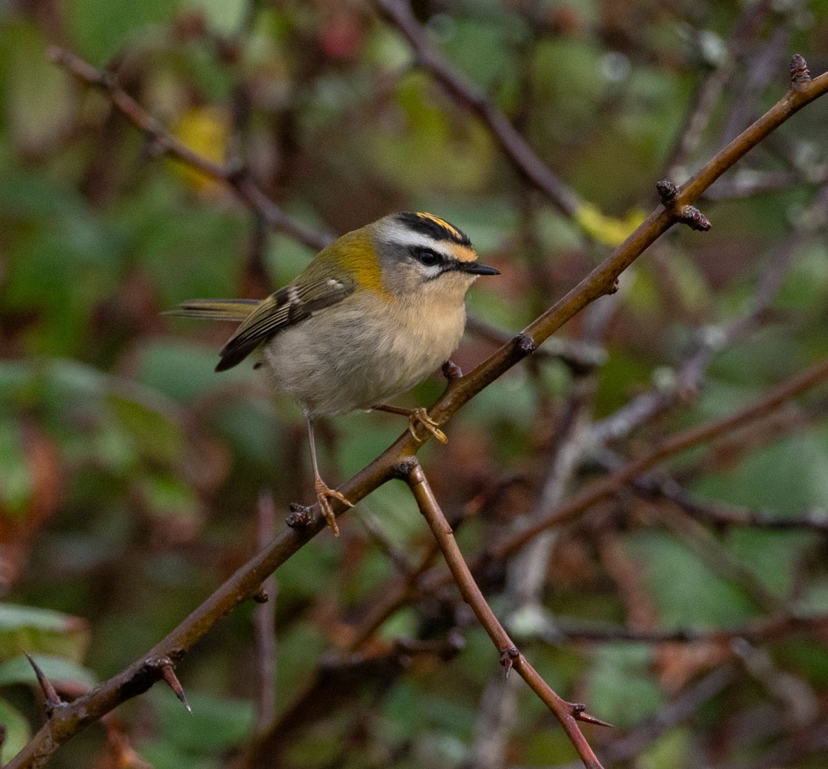 Common Firecrest - ML644766832