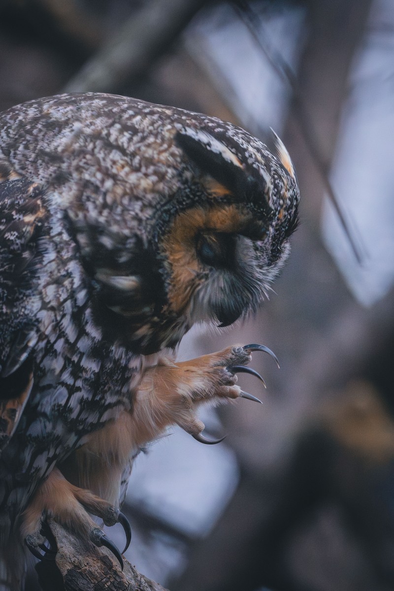 Соотон гуйванга - ML644766833