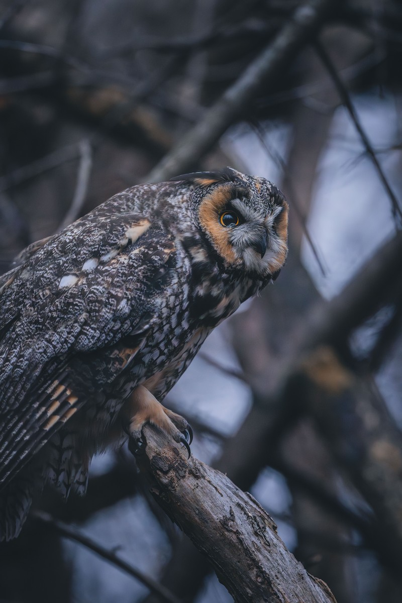 Соотон гуйванга - ML644766834