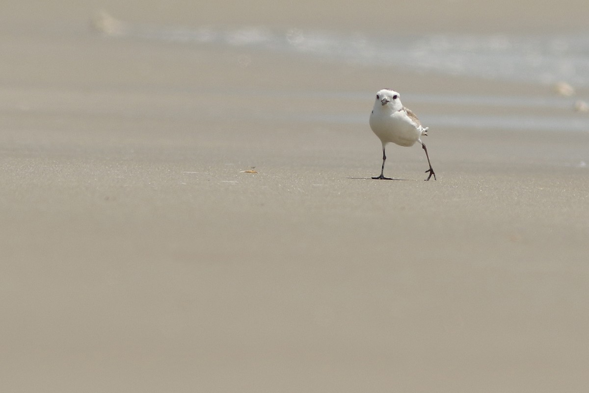 White-faced Plover - ML644766835