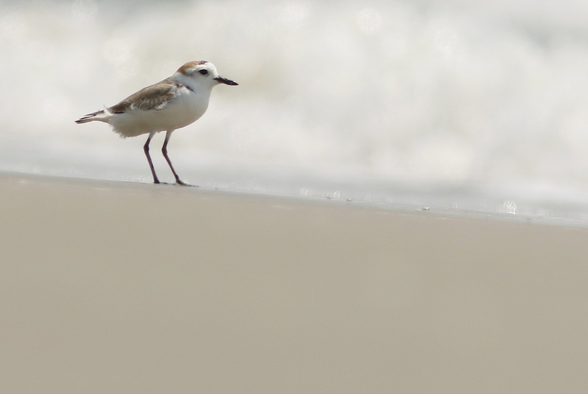 White-faced Plover - ML644766836