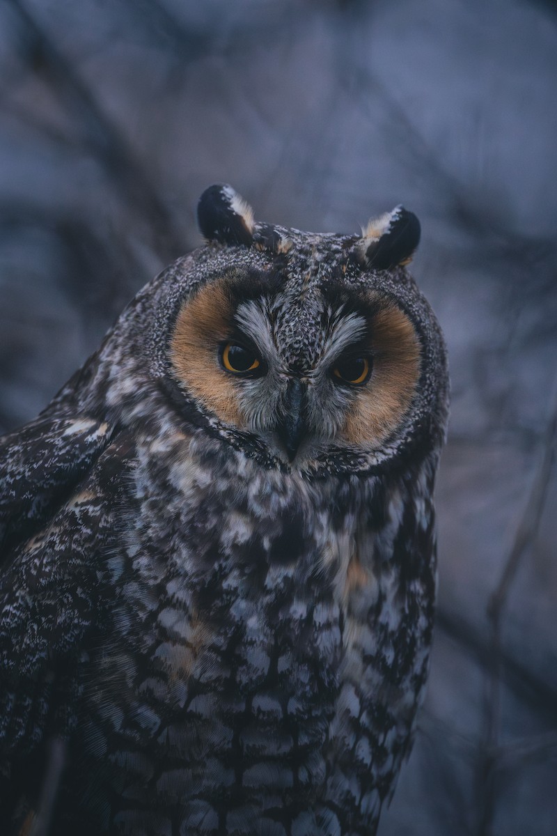 Соотон гуйванга - ML644766837