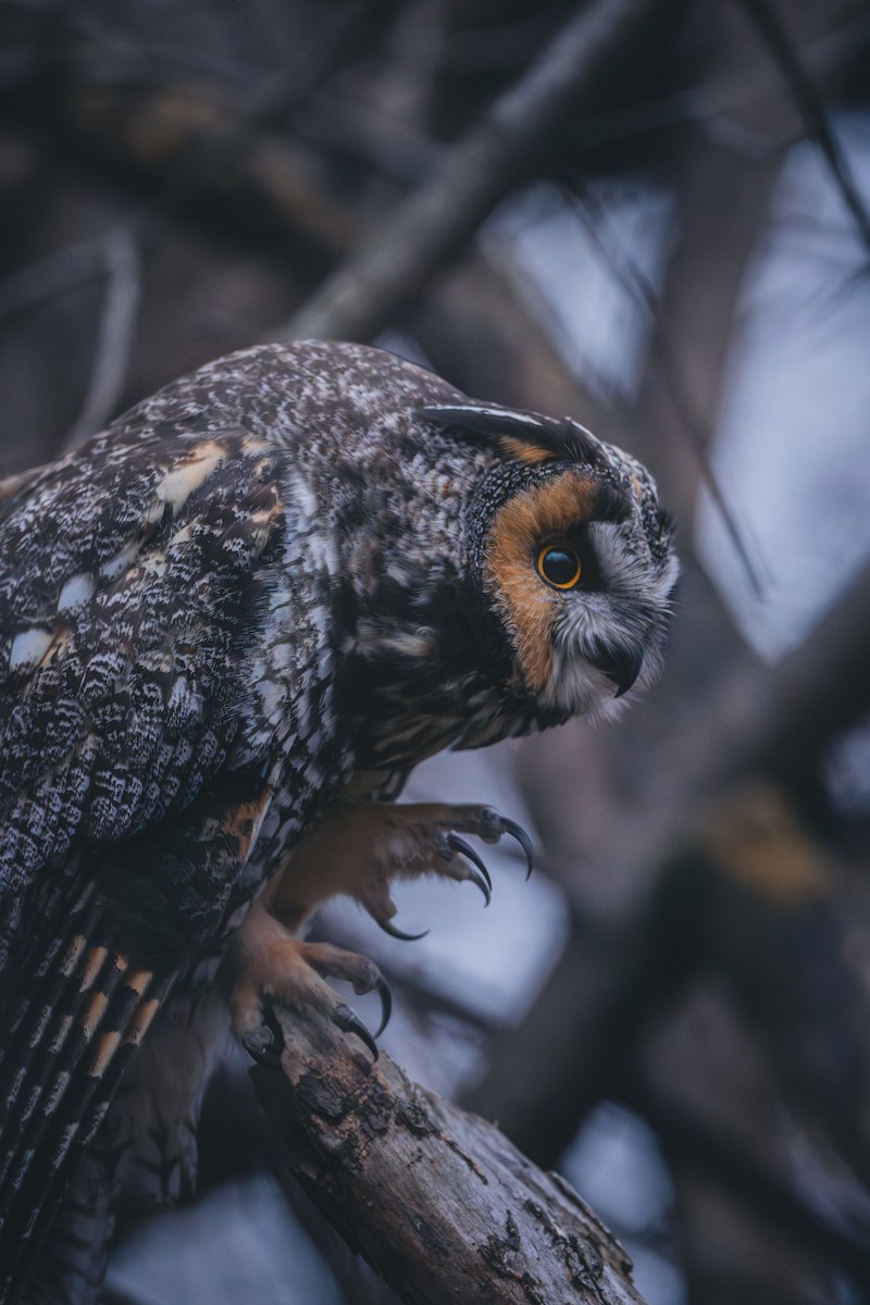 Соотон гуйванга - ML644766838