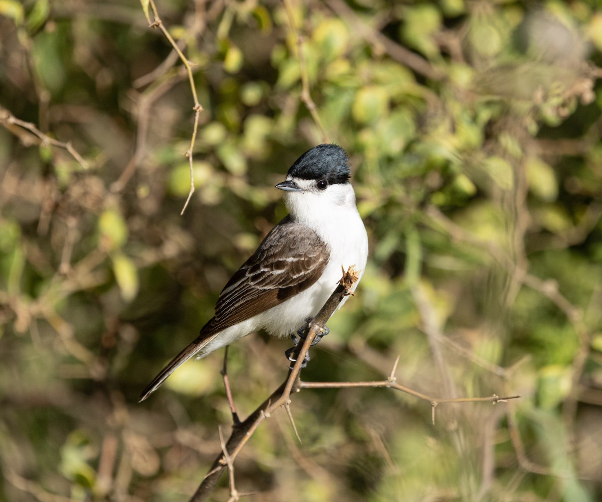 White-naped Xenopsaris - ML644766840