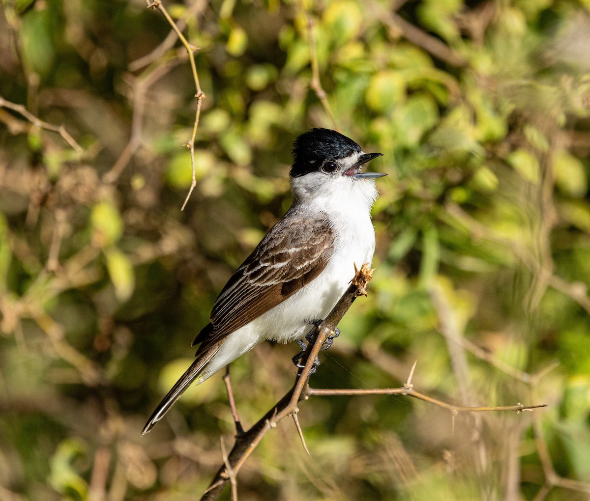 White-naped Xenopsaris - ML644766841