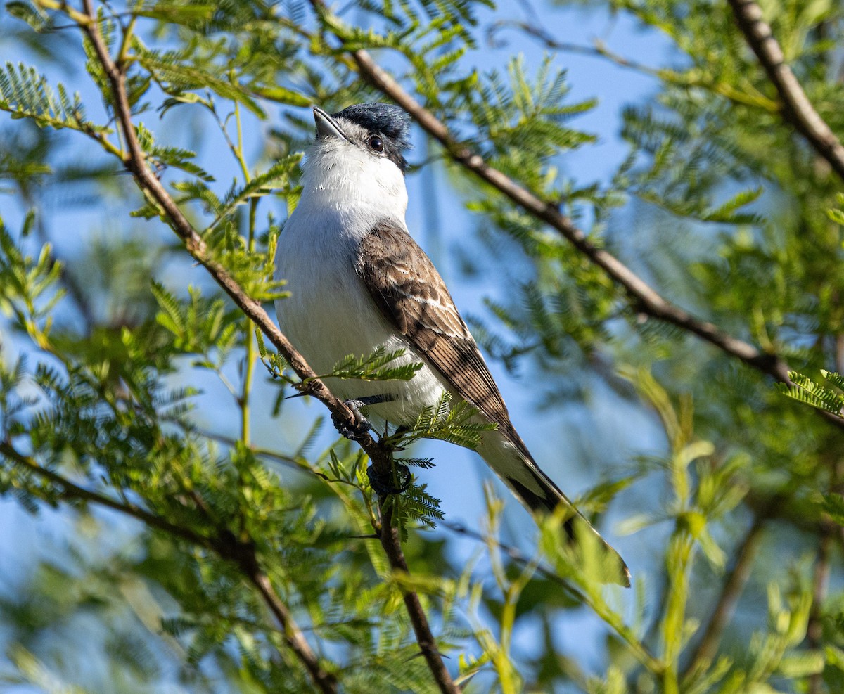 White-naped Xenopsaris - ML644766842
