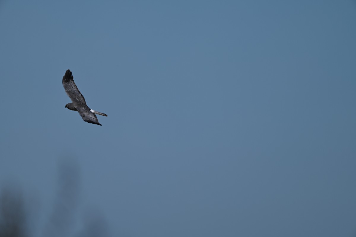 Amerika Delicesi - ML644766843