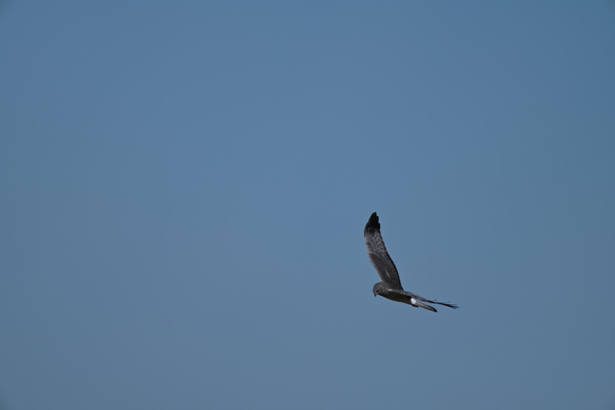 Amerika Delicesi - ML644766844