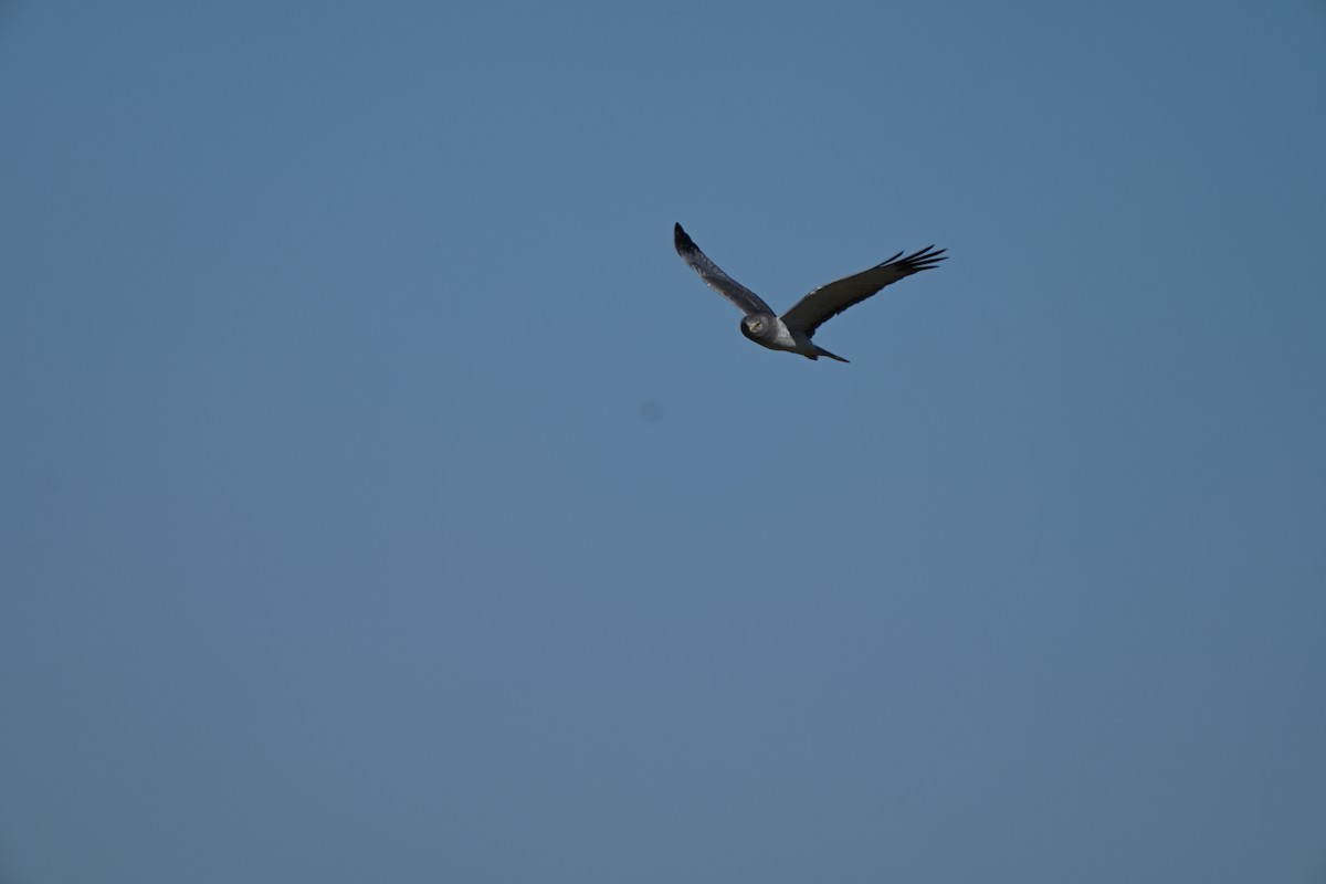 Amerika Delicesi - ML644766845