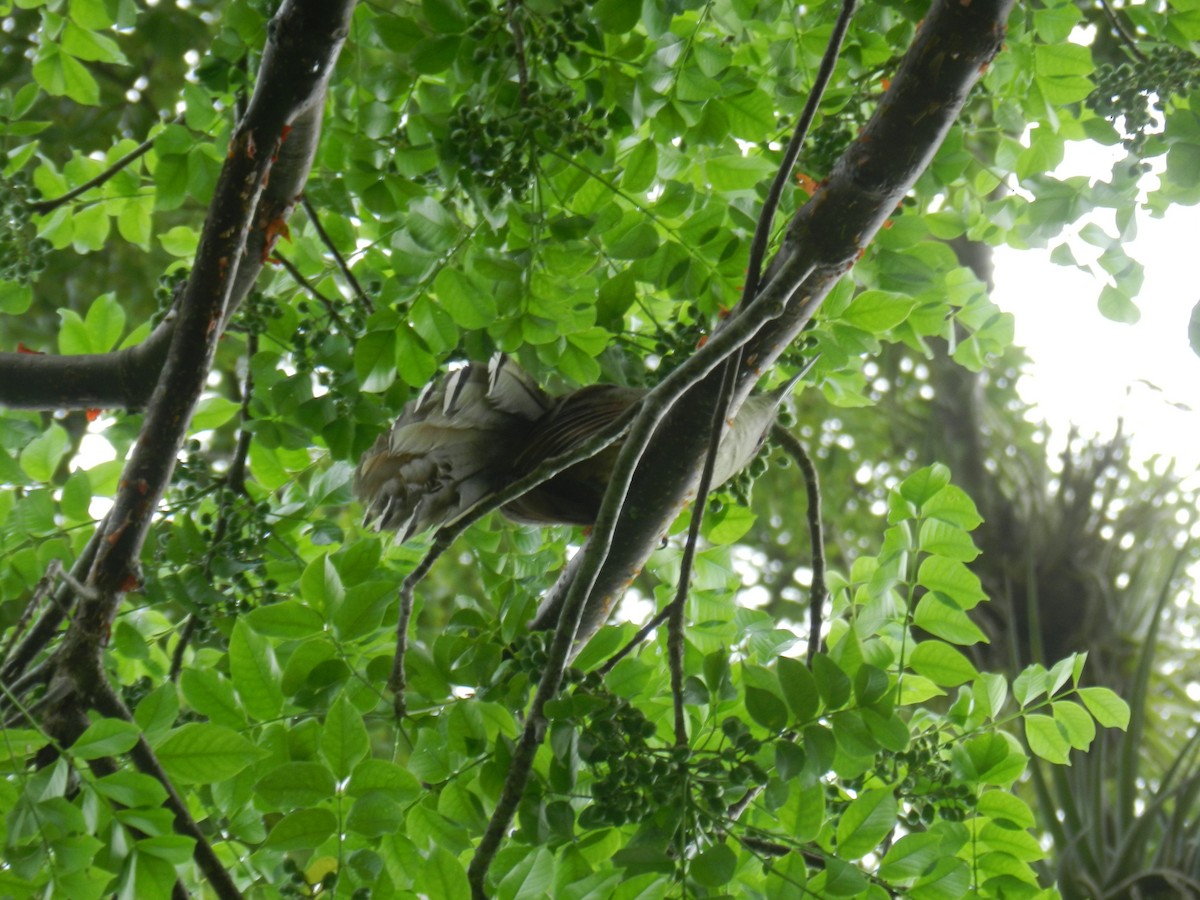 Great Lizard-Cuckoo - ML644766846