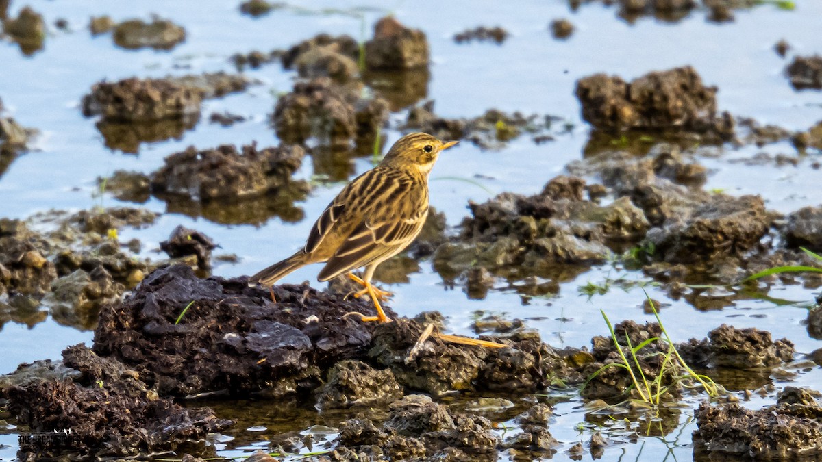 Pispola - ML644766849