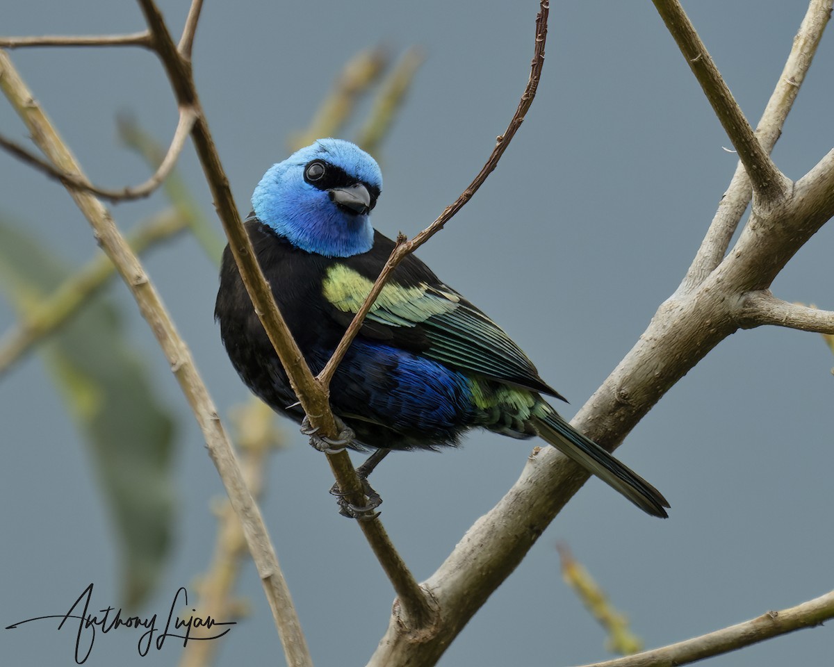 Танагра блакитношия - ML644766858