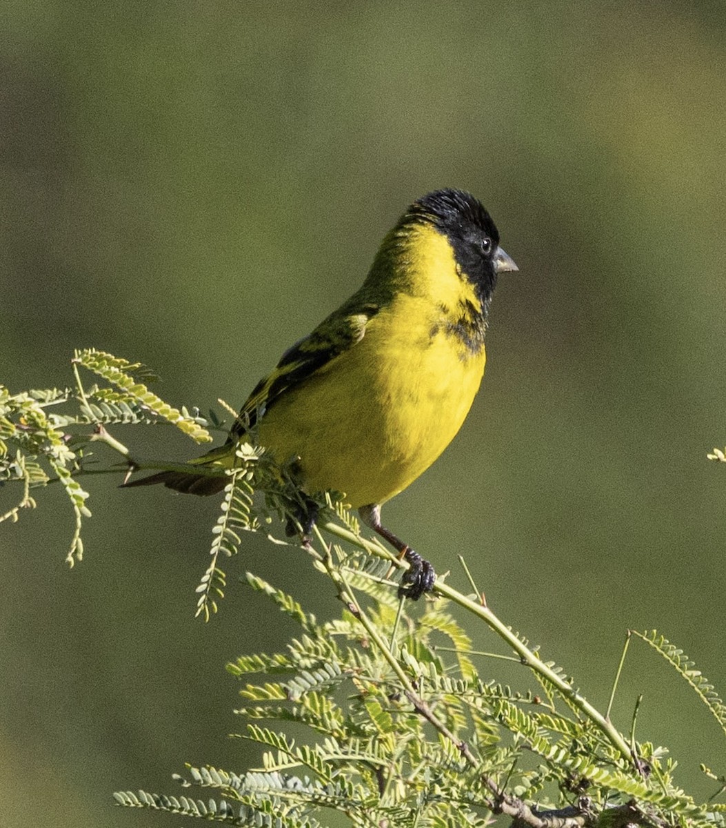 Hooded Siskin - ML644766867