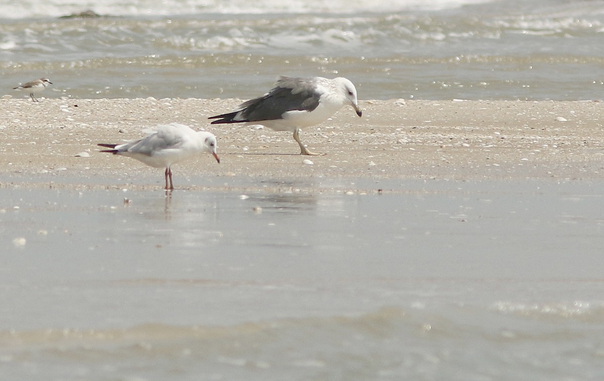 Kara Sırtlı Martı (heuglini) - ML644766868