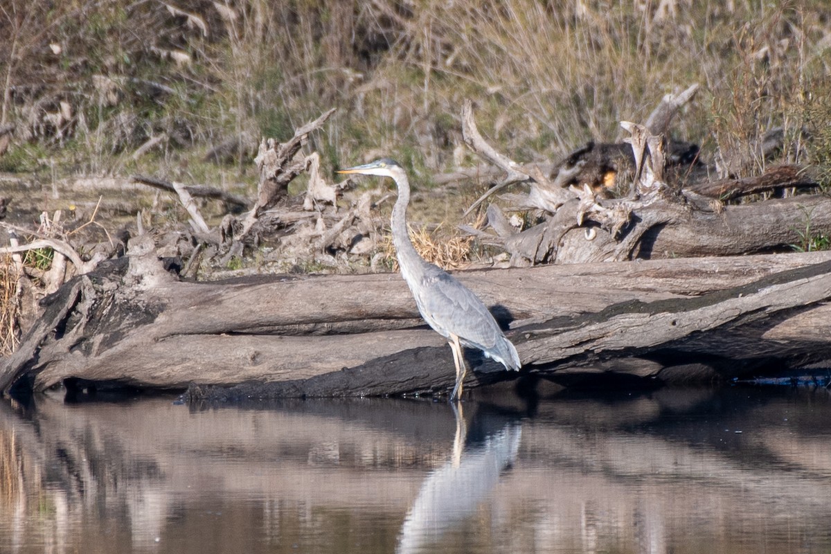 Great Blue Heron (Great Blue) - ML644766872