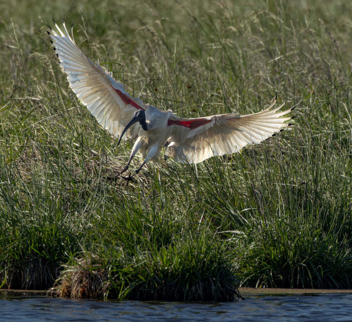Australian Ibis - ML644766874
