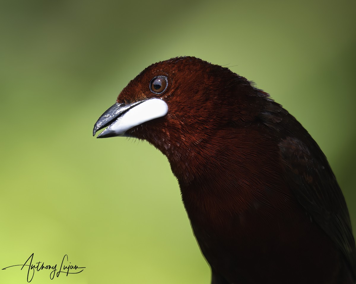 Silver-beaked Tanager - ML644766897