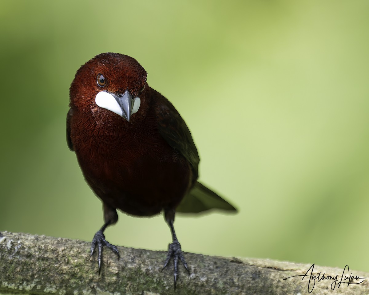 Silver-beaked Tanager - ML644766898