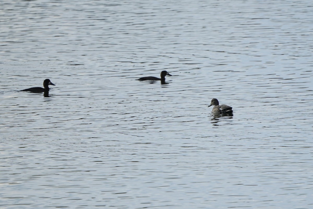 bergand - ML644766902