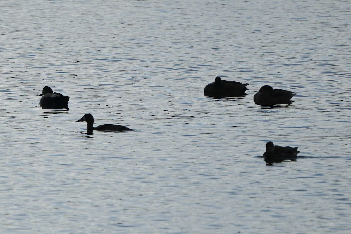 bergand - ML644766904