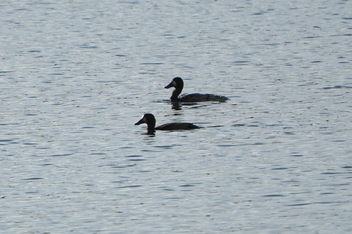 bergand - ML644766905