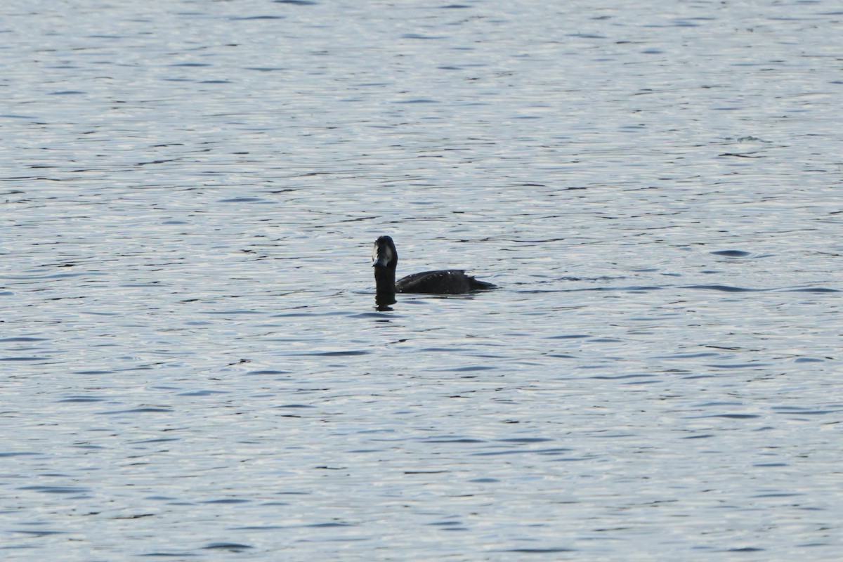 bergand - ML644766906