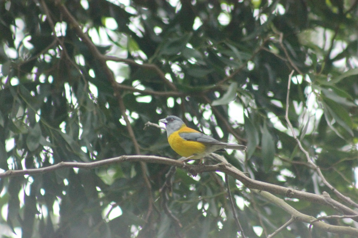 Patagonian Sierra Finch - ML644766917