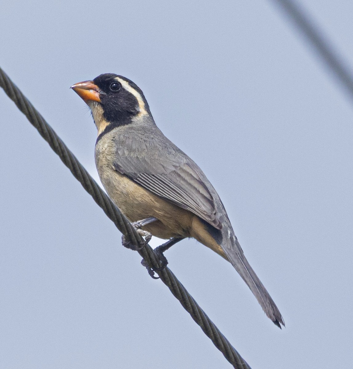 oransjenebbsaltator - ML644766922