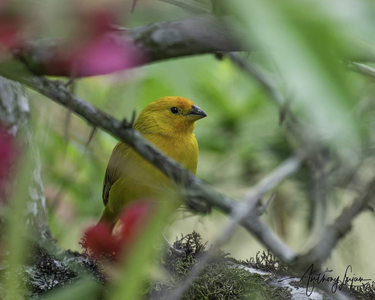 Saffron Finch - ML644766923