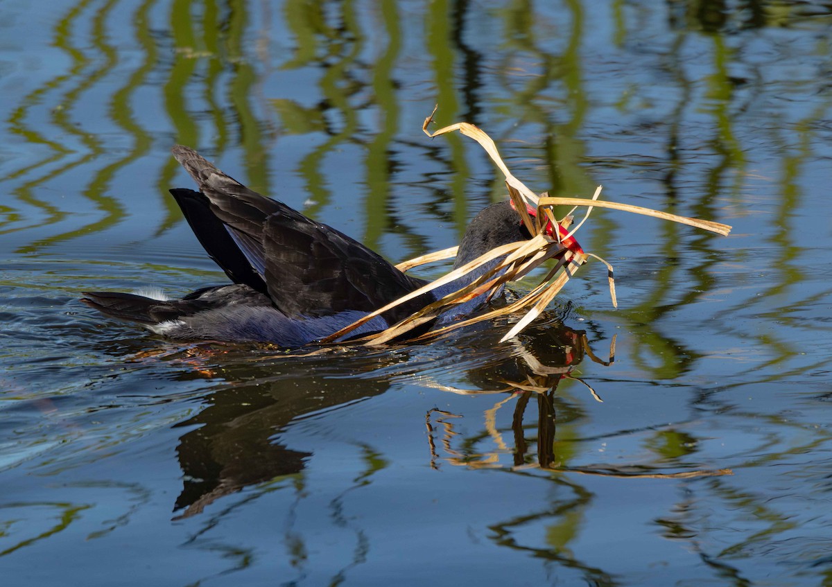 Australasian Swamphen - ML644766928